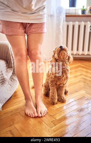 una giovane donna allena il suo cockapoo Foto Stock