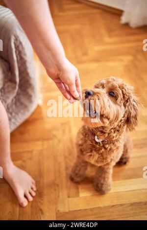 un cockapoo mangia una delizia da vicino Foto Stock