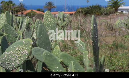 Vibrant nopal cacti, coastal backdrop, sunny ambiance Foto Stock