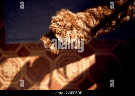 un cockapoo alla luce di una giornata primaverile, dall'alto Foto Stock