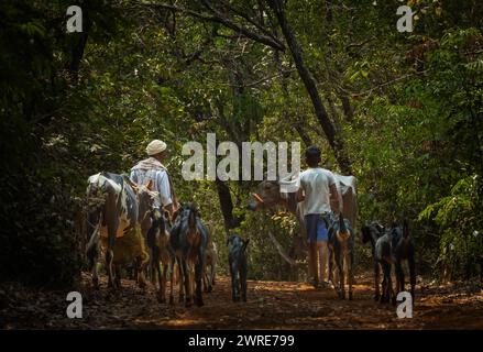 Pastori indiani che allevano capre e pecore nel Maharashtra India. Pastore indiano con animali da allevamento di turbanti bianchi. India Goa febbraio 25,2024 Foto Stock