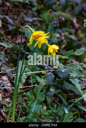 I narcisi gialli in un giardino, catturati da un'angolazione unica Foto Stock