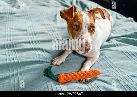 Jack Russell Terrier, cane con carota, che invita il proprietario a giocare con lui. Divertente piccolo cane bianco e marrone che gioca con il giocattolo del cane. Foto Stock