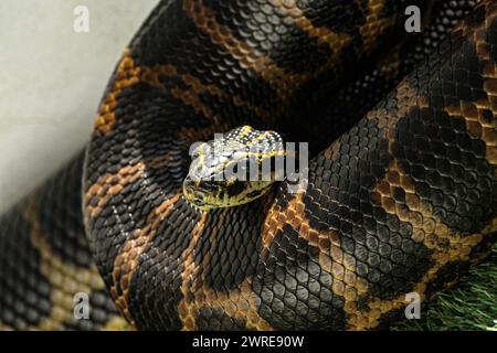 Una specie di serpente chiamata anaconda gialla, fotografata mentre si stava riscaldando dai raggi del sole. Foto Stock