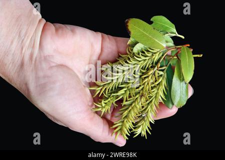 Semi di alberi di ontano della foresta nella mano della donna. Isolato sul nero Foto Stock