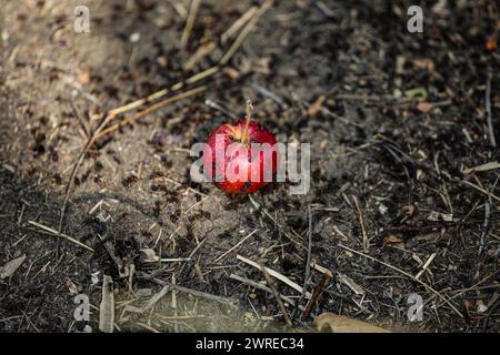 Foto macro di formiche che mangiano una mela rossa marcio caduta a terra in un frutteto di mele. Concetto di raccolta della frutta autunnale. Foto Stock