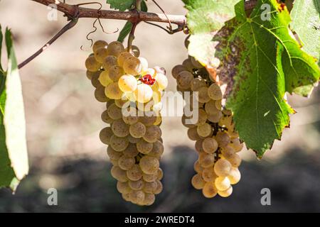 Primo piano dell'uva appesa al ramo. Uve pendenti. Coltivazione dell'uva. Azienda agricola di uva. Gustosi grappoli di uva verde appesi al ramo. Uva. Con selettivo Foto Stock