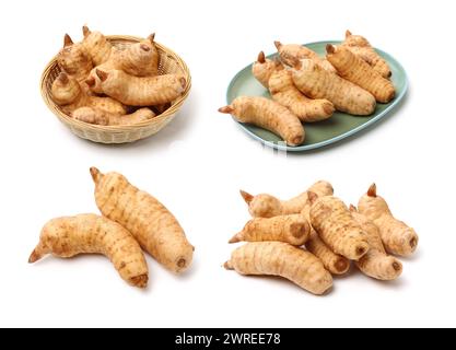 Fresco Gastrodia elata blume su sfondo bianco Foto Stock