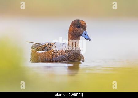 European Wigeon (Mareca penelope) nel piumaggio di Eclipse che nuota nell'acqua delle zone umide nei Paesi Bassi. Questa anatra migratoria è un visitatore invernale Foto Stock