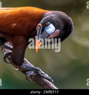 Montezuma oropendola (Psarocolius montezuma) è un uccello icteride tropicale del nuovo mondo che mangia frutta. È un allevatore residente nella fascia costiera caraibica Foto Stock