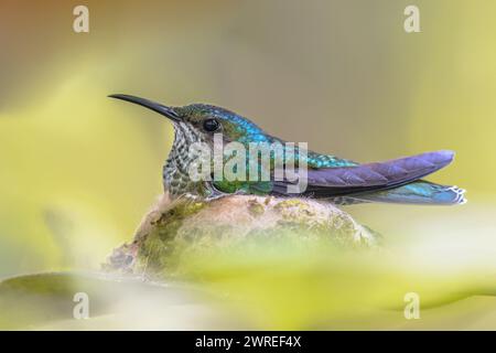 Giacobino dal collo bianco (Florisuga mellivora) femmina che riproduce colibrì sul nido nella foresta pluviale tropicale. Birdwatching nei Caraibi. La scena della fauna selvatica Foto Stock