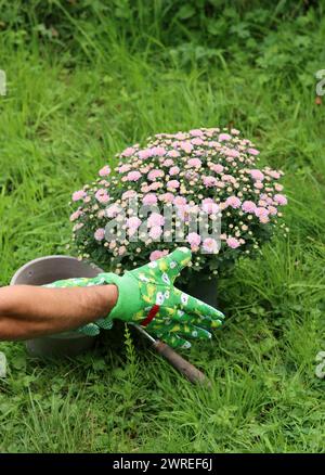 Giardiniere maschile in guanti verdi che lavora all'aperto con fiori. Erba verde sullo sfondo. Concetto autunnale di cura del giardino. Foto Stock