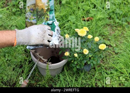 Giardiniere trapiantando rose in una nuova pentola in giardino Foto Stock