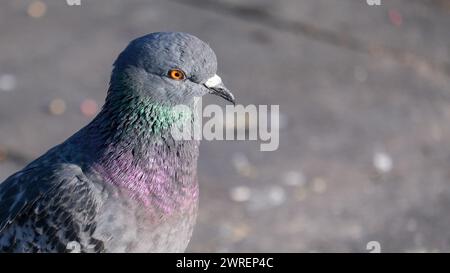 Primo piano con testa di piccione e piuma colorata con sfondo sfocato. Foto Stock