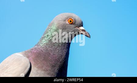 Primo piano della testa di piccione e piume colorate con sfondo blu del cielo. Foto Stock