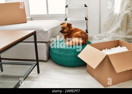 Un piccolo cane marrone poggia su un pouf verde in una stanza con scatole mobili, mobili e articoli per disimballare. Foto Stock