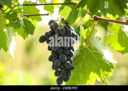 Un singolo mazzo di uve da vino rosso perfetto è appeso alla vite con sfondo sfocato Foto Stock