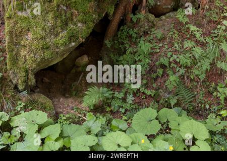 Sottobosco con felci, buoi, trifoglio e una piccola tana sotto la roccia coperta di muschio. Foto Stock