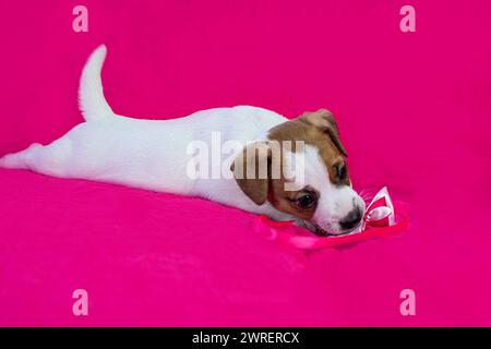 Il piccolo cucciolo Jack Russell terrier si trova vicino a uno sfondo rosa brillante Foto Stock