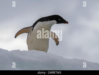 Pinguino Adélie (Pygoscelis adeliae), isola Yalour, penisola antartica, gennaio 2024 Foto Stock