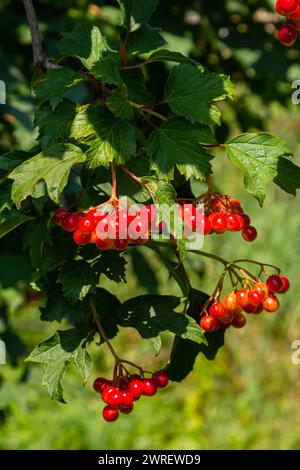 Primo piano degli splendidi frutti rossi del viburnum vulgaris. Guelder ha rosa le bacche di viburnum opulus e le foglie in estate all'aperto. Bacche di viburnum rosse accese Foto Stock