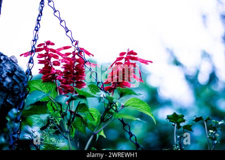 Salvia dal giardino. Salvia Scarlet - Salvia splendente Vista Rosso fiorito nel giardino. Red Salvia Splendens. Foto Stock