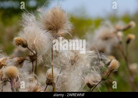 Il Cirsium arvense è una specie di piante perenni della famiglia dei cardi dell'astro. Piante autunnali con semi. Piante medicinali. Foto Stock