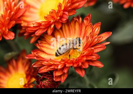L'immagine di un'ape che raccoglie polline sulle gambe dai fiori. Uno sfondo di fiori rossi arancioni con un'ape macro. Foto di alta qualità Foto Stock