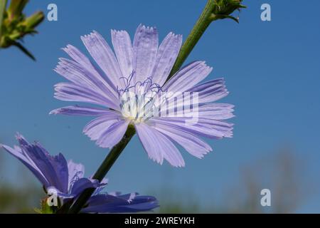 Delicati fiori blu di cicoria, piante con il nome latino Cichorium intybus su sfondo naturale sfocato, area focale stretta. Foto Stock