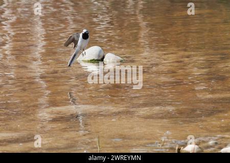 Coda bianca, motacilla alba, in posizione acrobatica durante il volo sul fiume Serpis, Alcocer de Planes, Spagna Foto Stock