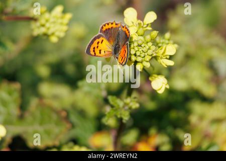 Farfalla Lycaena phlaeas con toni luminosi riflessi dal sole di mezzogiorno nella laguna di Gaianes, in Spagna Foto Stock