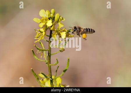 Apis mellifera, api europee, volare e avvicinarsi ai fiori gialli con la corbicula piena di polline nell'Albufera de Gaianes, Spagna Foto Stock