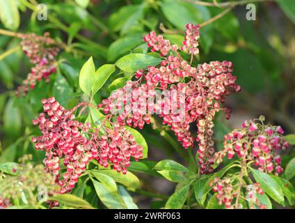 Pieris japonica "Valley Valentine" fiorì in primavera, Regno Unito Foto Stock