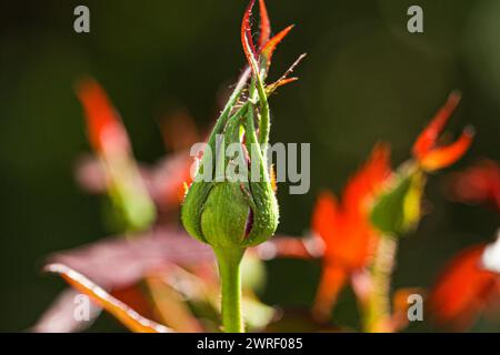 Rosa Rosebud in Garden - foto ravvicinata di un delicato rosa rosebud in un giardino con uno sfondo di verde delicatamente sfocato. Attenzione selettiva su Foto Stock