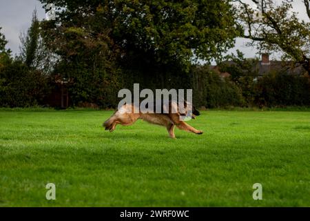 Un cane da pastore tedesco che corre in un campo erboso Foto Stock