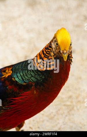 Il fagiano dorato o fagiano cinese Chrysolophus pictus , ritratto del maschio con sfondo marrone. Foto di alta qualità Foto Stock