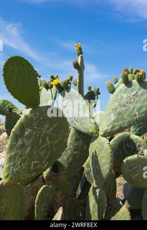 Cactus di fichi d'India cretese Graffited, opuntia Ficus-indica, Rethymnon, Creta, Grecia Foto Stock