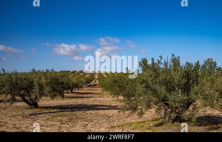 Olivi maturi che crescono in un uliveto coltivato con cura vicino a Enfidha, Tunisia Foto Stock