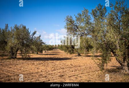 Olivi maturi che crescono in un uliveto coltivato con cura vicino a Enfidha, Tunisia Foto Stock