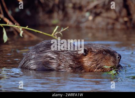 European Beaver (Castor Fiber), animale in cattività nel parco faunistico che si nutre di salice, Olanda, ottobre 2003 Foto Stock