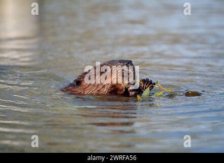 European Beaver (Castor Fiber), animale in cattività nel parco faunistico che si nutre di salice, Olanda, ottobre 2003 Foto Stock