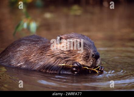 European Beaver (Castor Fiber), animale in cattività nel parco faunistico in Olanda che si nutre di salice, ottobre Foto Stock