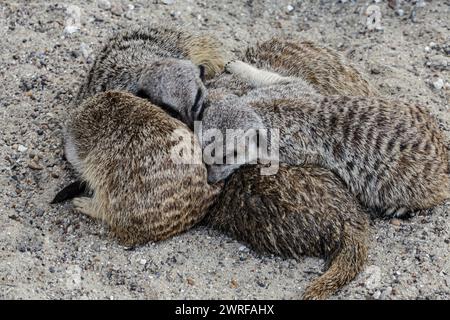 I meerkat si ammucchiavano, fotografati mentre dormivano su una sabbia riscaldata dai raggi del sole. Foto Stock