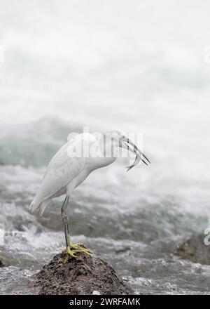 Caccia nel torrente, la piccola egretta con pesce nel becco (Egretta garzetta) Foto Stock