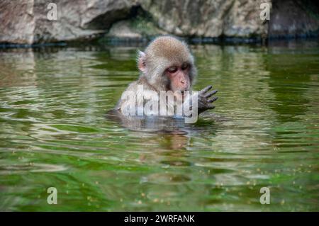 Scimmia di neve, Macaca fuscata, al Parco delle scimmie di Jigokudani, Yamanouchi, Giappone. Foto Stock