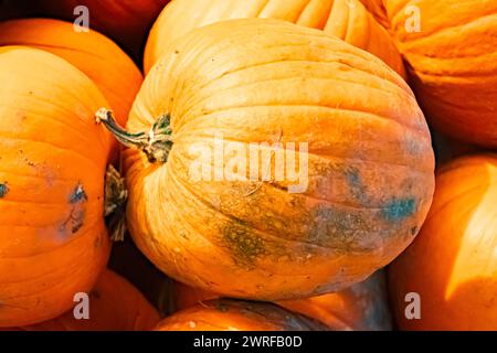 Zucche in vendita presso uno stand di vendita all'aperto in una giornata estiva autunnale o indiana in Baviera, Germania  MG 3567 Foto Stock