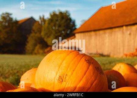 Zucche in vendita presso uno stand di vendita all'aperto in una giornata estiva autunnale o indiana in Baviera, Germania  MG 3536 Foto Stock