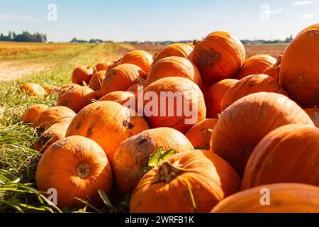 Zucche in vendita presso uno stand all'aperto in una giornata estiva autunnale o indiana presso Bavaria, Germania Pumpkins AX 008 Foto Stock