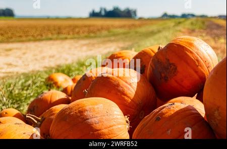 Zucche in vendita presso uno stand all'aperto in una giornata estiva autunnale o indiana presso Bavaria, Germania Pumpkins AX 007 Foto Stock