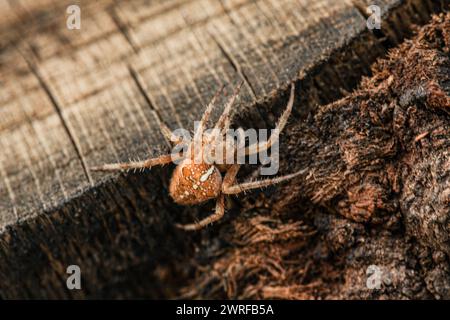 Una foto su uno sfondo di legno nel seno della natura, una specie di ragno catturata durante il giorno e fotografata macro. Una specie chiamata araneus diad Foto Stock
